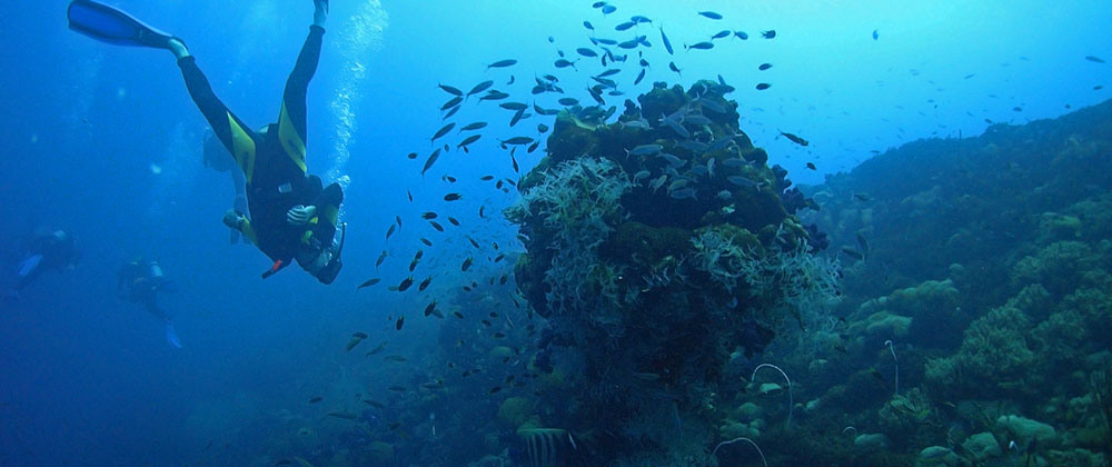 Eine unbeschreibliche Unterwasserwelt